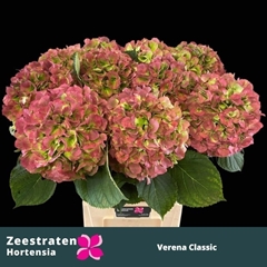 Hydrangea Verena Classic 80cm 22-24cm Hd