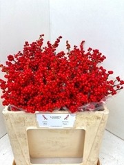 Ilex Magical Supreme Red 50cm