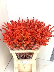 Ilex Verticillata Winter Gold 90cm