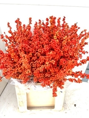 Ilex Verticillata Winter Gold 70cm