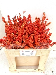 Ilex Verticillata Winter Gold 50cm