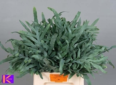 Cyrtomium Fortunei 60cm