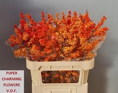 Ilex Verticillata Winter Gold 80cm