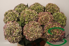 Hydrangea Rodeo Red Classic 75cm 20-22cm Hd