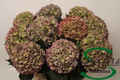Hydrangea Rodeo Red Classic 60cm 19-21cm Hd