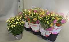 Chrysanthemum Garden Mums Mix 15Ø 35cm