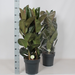 Ficus Robusta 27Ø 110cm