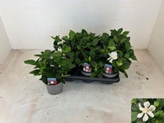 Gardenia 13Ø 24cm