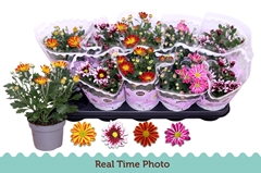 Chrysanth Mix Flower 12Ø 25cm