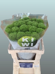 Dianthus Barb Kiwi Mellow Cool 55cm