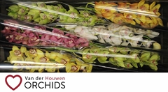 Cymbidium Mix 80cm