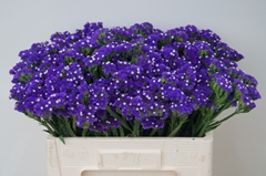 Limonium Sinuatum Bluebelle Sun Birds 50cm 25gr.