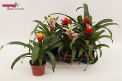 Bromelia Mix 12Ø 30cm