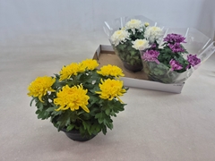 Chrysanth Cosmo Mix 23Ø 25cm