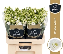 Eustoma Double Rosita White 70cm