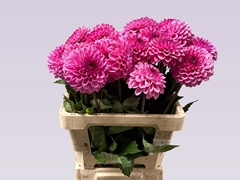 Dahlia Chicago 60cm
