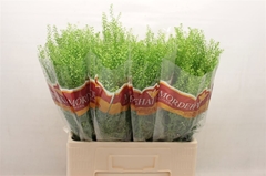 Lepidium Ruderale Green Bell 65cm 10gr.