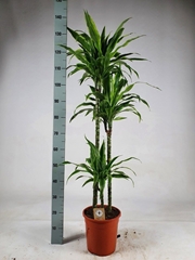 Dracaena Lemon Lime 24Ø 145cm