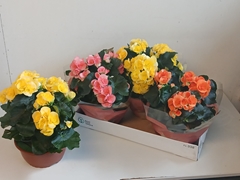 Begonia Double Mix 21Ø 30cm