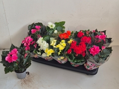 Begonia Double Mix 9Ø 25cm