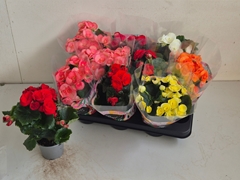 Begonia Double Mix 9Ø 23cm