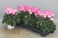 Cyclamen Persicum Super Serie Fusion 13Ø 30cm