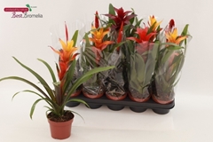 Bromelia Mix 12Ø 40cm