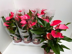 Anthurium Melito 17Ø 65cm