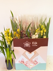Cymbidium Mixed 14Ø 75cm 2st