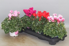 Cyclamen Super Serie Xl 13Ø 30cm