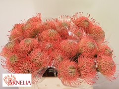 Leucospermum Ayoba Pink 35cm