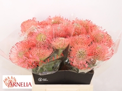 Leucospermum Ayoba Pink 45cm