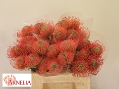 Leucospermum Ayoba Pink 40cm