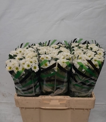 Chrysanth Santini Fabiani White 55cm 28gr.