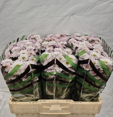 Chrysanth Santini Fabiani Pearl 55cm 28gr.