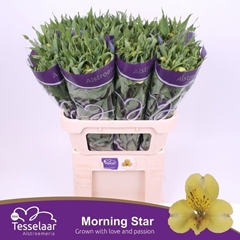 Alstroemeria Morning Star 75cm 55gr.