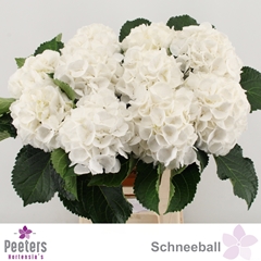 Hydrangea Schneeball 60cm 14-16cm Hd