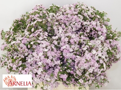 Chamelaucium Dancing Queen 40cm 25gr.
