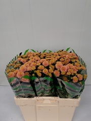 Chrysanth Santini Ellison Salmon 55cm 30gr.
