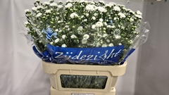 Aster Cassy 75cm 35gr.