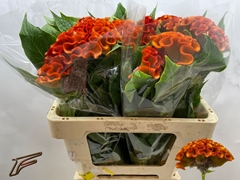 Celosia Indian Summer 56cm