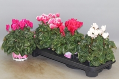 Cyclamen Super Serie Xl 13Ø 30cm
