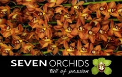 Cymbidium Soweto 80cm