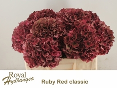 Hydrangea Rubyred Classic 50cm 14-16cm Hd