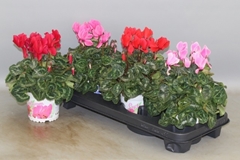 Cyclamen Super Serie Xl 13Ø 30cm