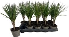 Dracaena 12Ø 40cm