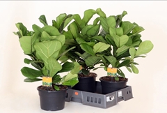 Ficus Lyrata 21Ø 65cm