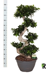Ficus Microcarpa Ginseng 35Ø 110cm
