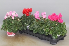 Cyclamen Super Serie Xl 13Ø 30cm