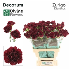 Dianthus Single Zurigo 60cm